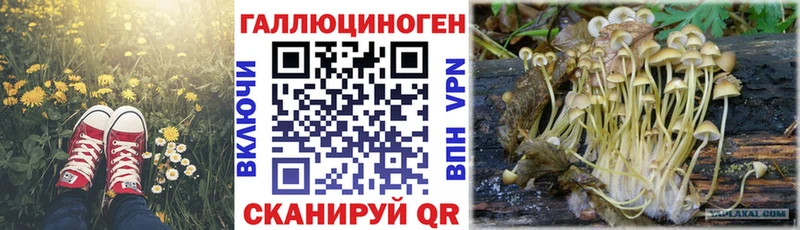 Купить где  Кондрово  Галлюциногенные грибы мицелий 